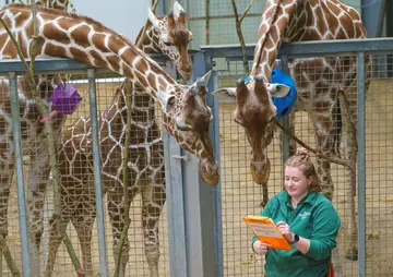 Ijuma, Luna and Myra the reticulated giraffes check the tally is correct for the 2025 stocktake by peering over keeper Helen Rawson's shoulder 