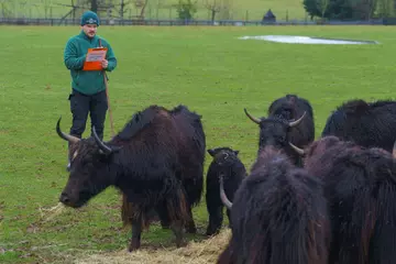 George Spooner counts the herd of yak, including three calves, to Whipsnade Zoo's 2025 stocktake