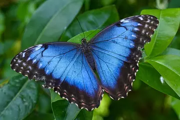 Blue morpho butterfly