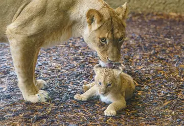 Winta gives a tender lick to one of her lion cubs