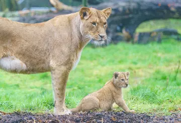 Winta proudly overseeing her cubs first explore outdoors