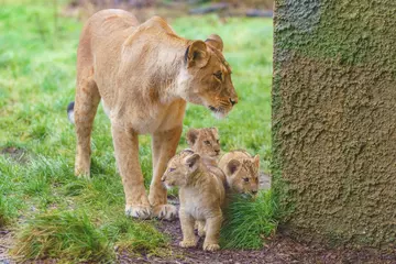 Winta watches over her lion cubs as they take their first steps outdoors