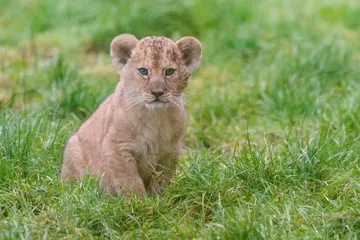 A lion cub sits amongst the grass