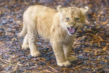 One of Winta's cubs testing their roar!