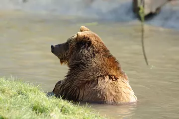 Brown bear relaxes in her pool after awakening from hibernation