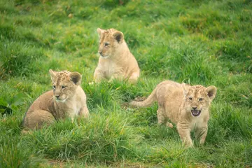 Three of the four lion cubs exploring the outdoors