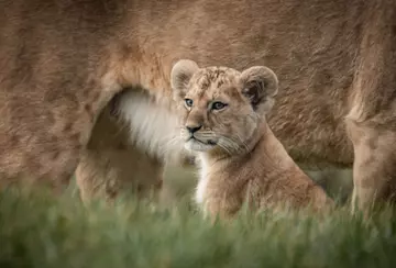 A lion cub sitting in the grass alongside mum, Winta