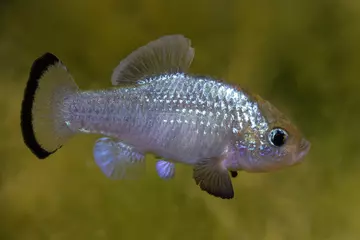 A Potosi pupfish swimming