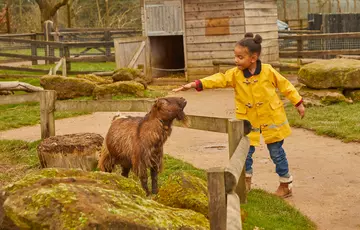 A girl wearing a yellow coat petting a brown pygmy goat
