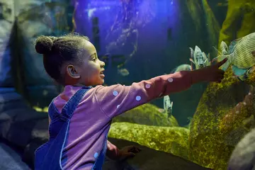 A young girl pointing at fish in a tank in the Aquarium