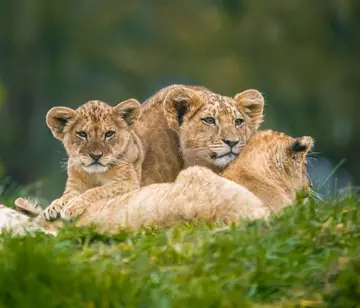 Four north african lion cubs named