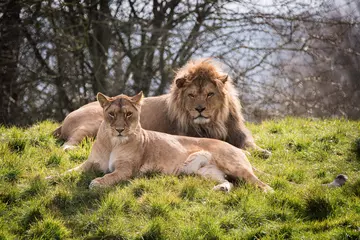 Two adult african lions lounging in the sun