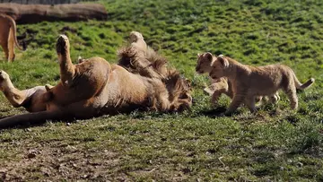 Malik rolling around with his cubs