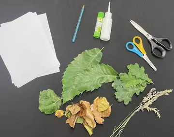 Paper, leaves, pencils, glue, scissors