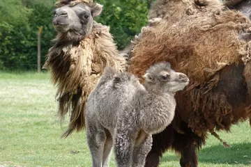 Newly born camel calf and mum Orla at Whipsnade Zoo 