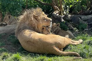 North African male lion Malik snuggling with his cubs at Whipsnade Zoo (c) Whipsnade Zoo.jpg