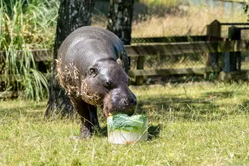 A pygmy hippo in a grassy paddock munching on a large ice block filled with veg