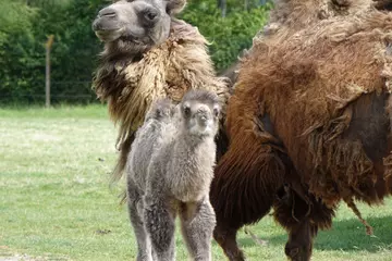 Camel calf and mum Orla
