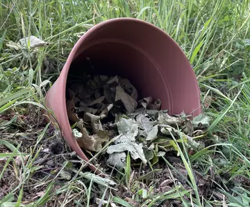 Leaf litter in terracotta pot