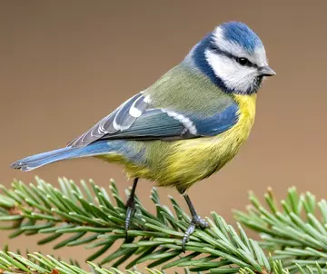 Blue tit