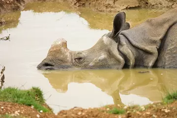 A close up of a rhino with its eyes closed in a muddy pool