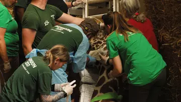 Vets taking blood from Bashu the reticulated giraffe during his procedure