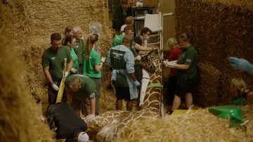 Keepers and vets surround Bashu the reticulated giraffe whilst he is under general anaesthetic for a radical foot trim
