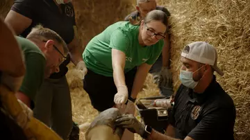 Vet manager Hannah Rowland assesses Bashu the giraffe's hooves during his vet procedure