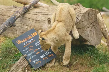 A northern African lion cub notes his weight at the Whipsnade Zoo weigh-in