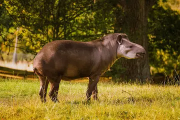 A brown tapir standing in a grassy paddock with a tree in the background