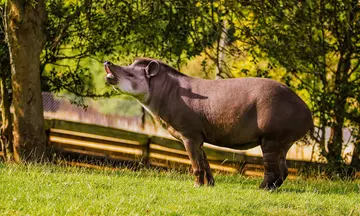 A brown tapir standing in a grassy paddock with a tree in the background