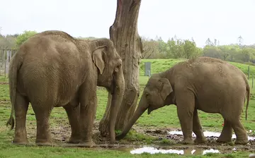 Asian elephants Karishma (left) and her daughter Beth (right)