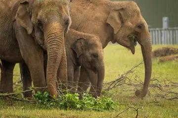 Asian elephants browsing at Whipsnade Zoo