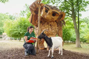 Gary the bagot goat, measured by Birch the troll, recorded by keeper Kira Hetherington