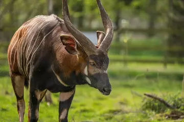 Mountain bongo Pembe