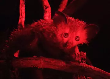 Winnie the aye aye at London Zoo