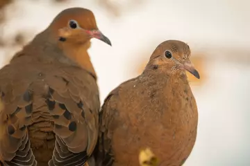 Socorro dove chick and its father at Whipsnade Zoo
