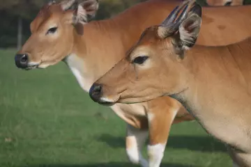 Two banteng facing left with grass in the background
