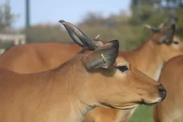 A banteng facing to the right showing its horns