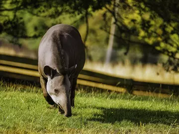 Anna the tapir at Whipsnade Zoo 