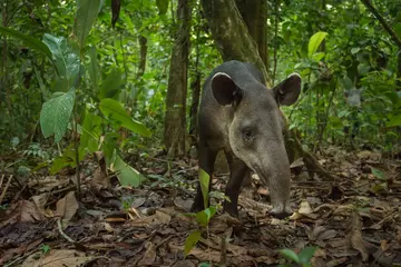 Baird's tapir in Costa Rica