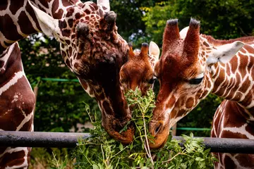 Bashu the giraffe (left) with calf 