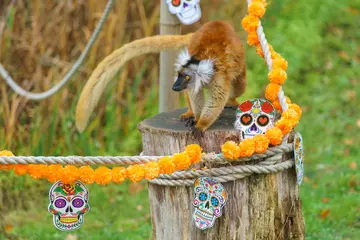 Camilla the black lemur enjoying halloween enrichment at Whipsnade Zoo