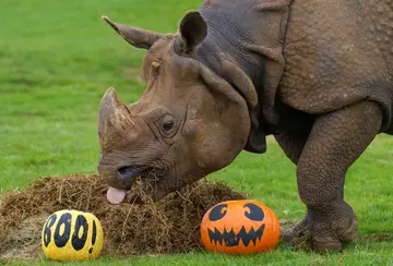 Hugo the greater one-horned rhino enjoying halloween
