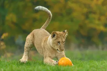 North African lion cub pouncing on a pumpkin at Whipsnade Zoo