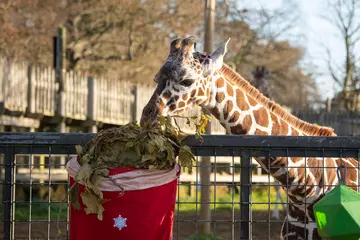 A giraffe calf eating browse from a Christmas stocking