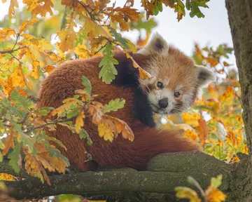 A red panda sitting on a branch in the autumn leaves