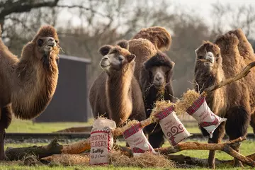 Camels posing next to Christmas stockings filled with hay