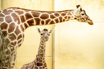 Giraffe calf and mother Luna