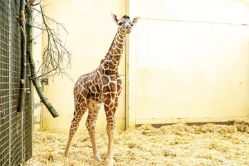 Giraffe calf standing looking into the camera